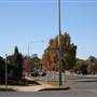 Temora