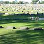 Botany Cemetery