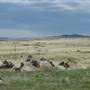 Monaro Plains