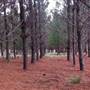 Snowpine Lodge