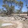 Bindara Station on the Darling - Period Homestead & Outbuildings