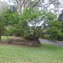 Helensburgh neighbourhood and park