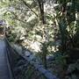 Minnamurra Rainforest Walk - Budderoo National Park
