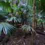 Minnamurra Rainforest Walk - Budderoo National Park
