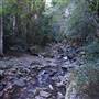 Minnamurra Rainforest Walk - Budderoo National Park