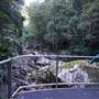 Minnamurra Rainforest Walk - Budderoo National Park