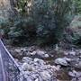 Minnamurra Rainforest Walk - Budderoo National Park