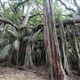 Lord Howe Island