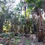 Munmorah State Conservation Area - Palms Picnic Area