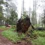 Jenolan State Forest