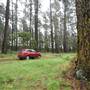 Jenolan State Forest