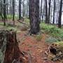 Jenolan State Forest