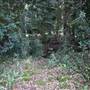Red Cedar Flat picnic area