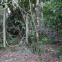 Mount Keira Scout Camp File 1