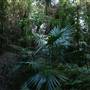 Mount Keira Scout Camp File 1