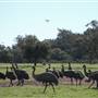 Emu Logic