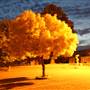 Tumut by night
