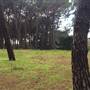 Centennial Park - Pine Grove