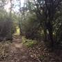 The Gully Walk, Katoomba (formerly Catalina Park)