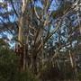The Gully Walk, Katoomba (formerly Catalina Park)