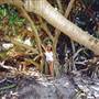 Pandanus Lennox Head