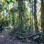Ardeena - Jungle / Rainforest Private Property