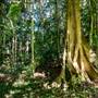 Ardeena - Jungle / Rainforest Private Property