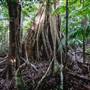 Ardeena - Jungle / Rainforest Private Property