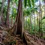 Ardeena - Jungle / Rainforest Private Property