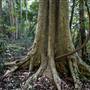 Ardeena - Jungle / Rainforest Private Property