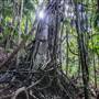 Ardeena - Jungle / Rainforest Private Property