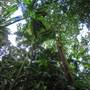 Terania Creek - Waterfalls & Rainforest