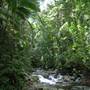 Terania Creek - Waterfalls & Rainforest