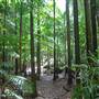Terania Creek - Waterfalls & Rainforest