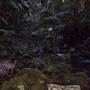 Terania Creek - Waterfalls & Rainforest