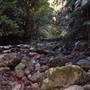 Terania Creek - Waterfalls & Rainforest