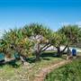 Fingal Head Lighthouse & Coastal Reserve