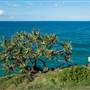 Cabarita Beach
