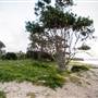 Hickey Island - Yamba