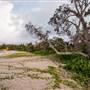 Hickey Island - Yamba