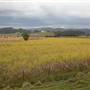 Wooyung Cane Fields