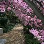 Japanese Gardens and Teahouse - Campbelltown