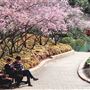 Japanese Garden - Auburn Botanic Gardens