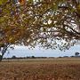 Western Focus Backdrop & Prop Studio - Mudgee Rural Location
