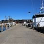 Bermagui