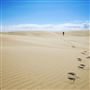 Stockton Dunes - Worimi National Park
