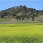 Canola Crops - Liverpool Plains farmland