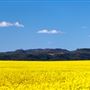 Narrabri