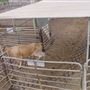 Dubbo Saleyards
