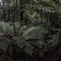 Cathedral of Ferns - Mount Wilson